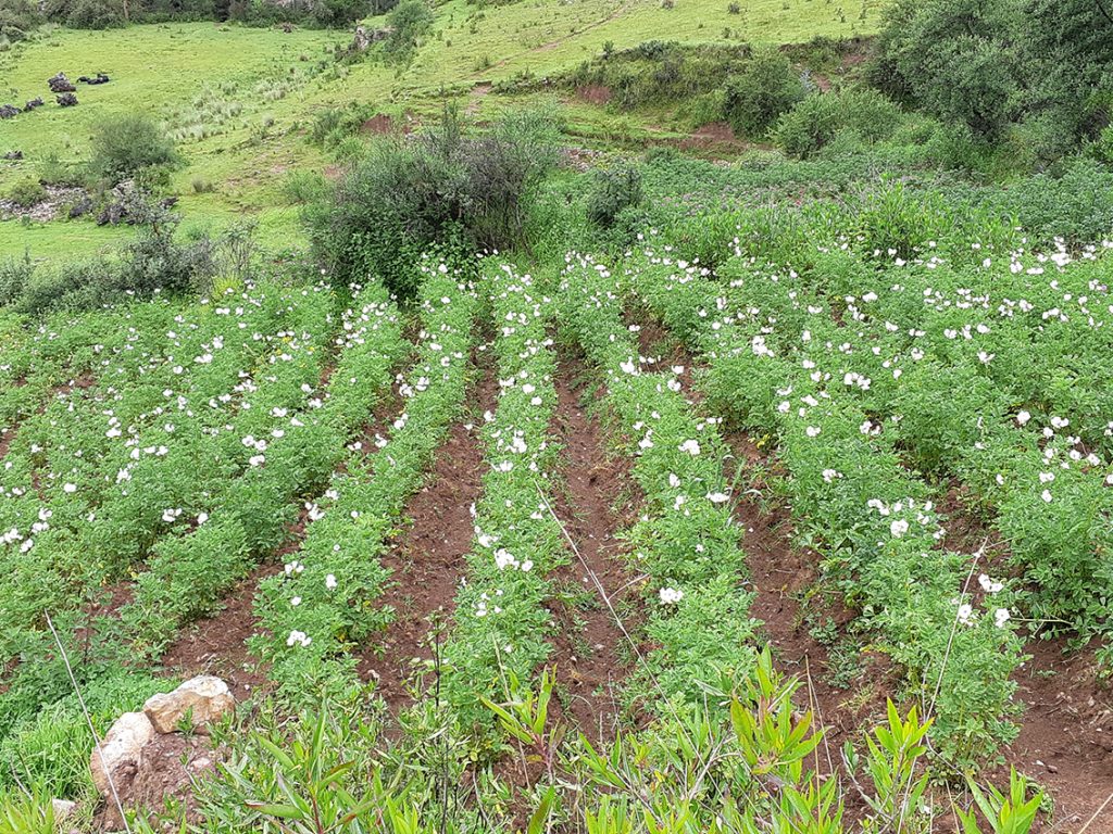 Perú: Fundación Cristo Vive – 2020